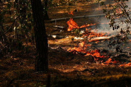Des feux dans la forêt de Lege-Cap-Ferret, le 29 juillet 2026 - ROMAIN PERROCHEAU (AFP)