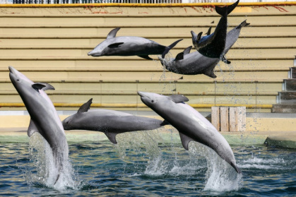 Des dauphins nagent dans le bassin du "Dolphins Arena" du parc d'attractions MarineLand, à Antibes, dans le sud-est de la France, le 27 novembre 2025 - Valery HACHE (AFP)