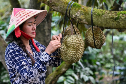 Une femme inspecte un durian, le 15 août 2026 dans la province centrale vietnamienne de Dak Lak - Nhac NGUYEN (AFP)