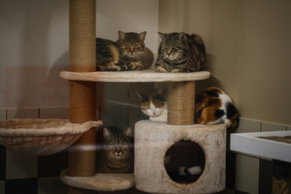 Des chats attendent d'être adoptés dans un refuge de la SPA, à Gennevilliers, près de Paris, le 7 novembre 2024 - Dimitar DILKOFF (AFP)