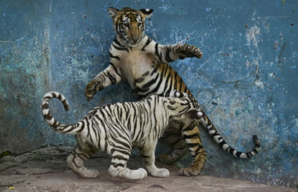 Deux jeunes tigres jouent dans un enclos du Zoo national de La Havane, le 15 septembre 2026 à Cuba - YAMIL LAGE (AFP)