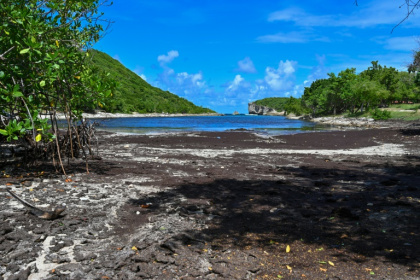 Plage de la Porte d'Enfer à Anse-Bertrand, en Guadeloupe,  envahie par les algues sargasses le 26 octobre 2019 - Helene VALENZUELA (AFP)