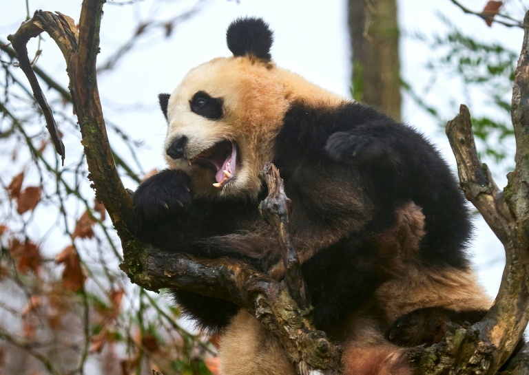 Les derniers pandas hébergés en France partiront en Chine, un nouveau couple attendu