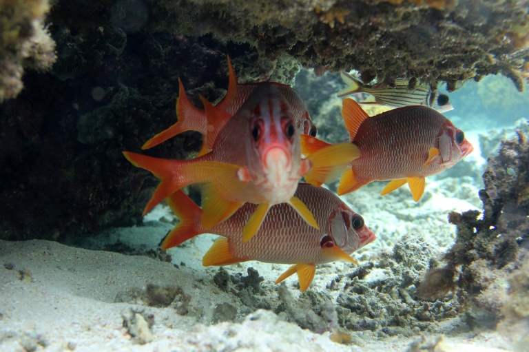 Aux Fidji, un village ravive les lieux de pêche en restaurant des coraux