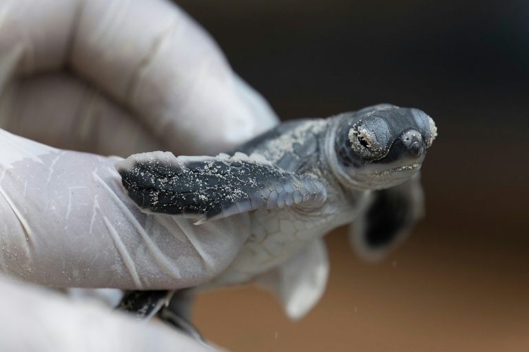 Face au déclin des espèces, la tortue verte offre une lueur d'espoir