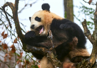 L'une des deux jumelles panda, Yuandudu, au zoo de Beauval à Saint-Aignan dans le Loir-et-Cher le 23 novembre 2025 - GUILLAUME SOUVANT (AFP)