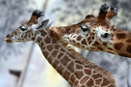 Une girafe (Giraffa camelopardalis) et son girafon au zoo de La Flèche, le 4 mai 2021 dans la Sarthe - JEAN-FRANCOIS MONIER (AFP)